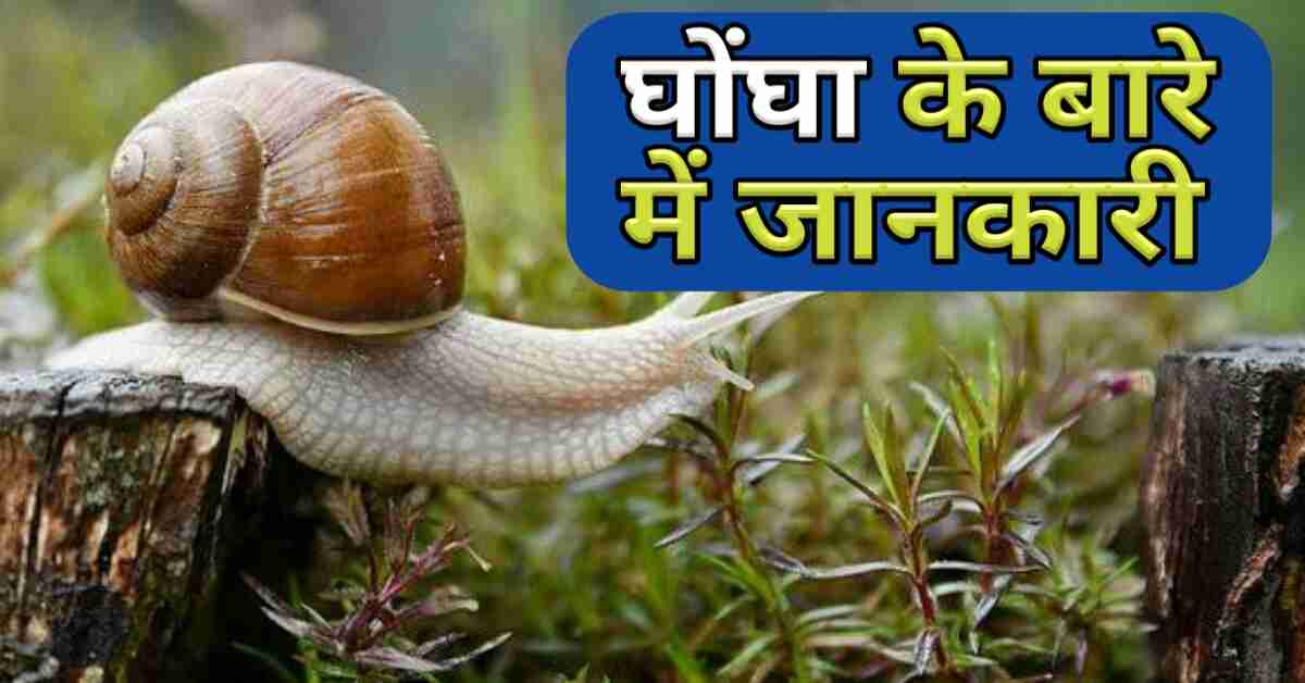 घोंघा के बारे में जानकारी [वैज्ञानिक नाम, मारने की दवा, Lifespan] | Snail  Ghongha Animal Hindi