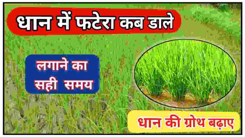 Ferterra Uses In Hindi Fertilizer Insecticide Dhan